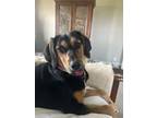 Adopt PEACH a Black and Tan Coonhound, Mixed Breed