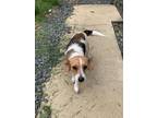 Adopt Coco a Jack Russell Terrier, Beagle
