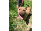 Adopt Puddle a Pit Bull Terrier