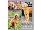 Adopt Harper Lee a Standard Poodle