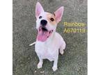 Adopt Rainbow a American Staffordshire Terrier