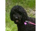 Adopt Spicey a Poodle