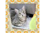 Adopt Lily a Tabby, Domestic Short Hair
