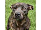 Adopt HENNY a Pit Bull Terrier