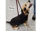 Adopt Penny a Beagle