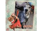 Adopt Brooke a Great Dane