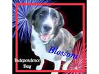 Adopt Blossom a Border Collie, Mixed Breed