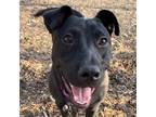Adopt HENNY girl (10 months old - Spayed) a Labrador Retriever, Mixed Breed