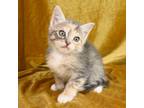 Adopt Margeaux a Domestic Short Hair
