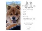 Adopt Jazzy a Chow Chow