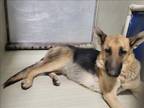 Adopt Anya a German Shepherd Dog, Labrador Retriever