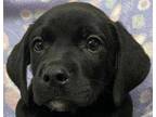 Adopt Grayling a Labrador Retriever