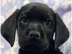 Adopt Brimstone a Labrador Retriever