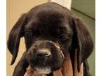 Adopt Nosy a Labrador Retriever
