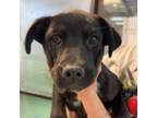 Adopt Daffy Duck a Mixed Breed