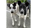 Adopt 2 PUPPIES EDGAR & JAVIER a Australian Cattle Dog / Blue Heeler