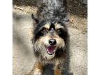 Adopt Jack (ID# A0052751879) a Terrier
