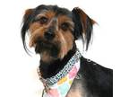 Adopt Frito a Yorkshire Terrier