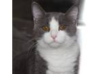 Adopt Marbles -- Bonded Buddy With Lisa a Domestic Short Hair