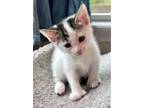 Adopt Mulberry a Domestic Short Hair