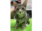 Adopt ROCKY ROAD a Domestic Short Hair