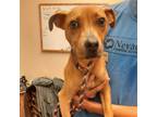 Adopt Red Rover a Mixed Breed
