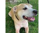 Adopt MURPHY a Yellow Labrador Retriever, Mixed Breed