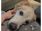 Adopt JERRY 410620 HousebrokenCrateTrainedDogDoorSit! a Yellow Labrador