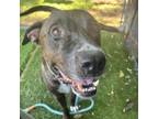 Adopt Paw Bear a American Staffordshire Terrier