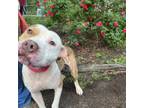 Adopt Bambi a American Staffordshire Terrier