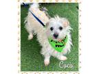 Adopt Coco Cobby a West Highland White Terrier / Westie