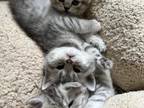 5 Scottish Fold Silver Straight Kittens