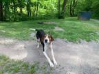Adopt Vedder a Treeing Walker Coonhound