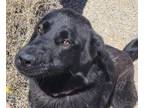 Adopt Goober a Newfoundland Dog, Flat-Coated Retriever