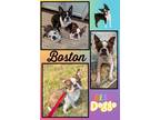Adopt Boston a Boston Terrier