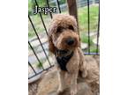 Adopt Jasper a Goldendoodle