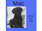 Adopt Max (FKA Mac 2) a Border Terrier