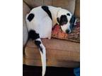 Adopt Rocko a Great Dane, Mixed Breed