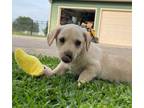 Adopt Corduroy a Terrier