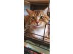 Adopt Ozzy (m) 5yrs old a Tabby, Domestic Short Hair