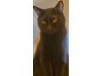 Adopt Rocky (m) 2 yrs old a Domestic Short Hair