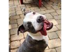 Adopt Chester a Terrier, American Staffordshire Terrier