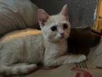 Adopt Steele a Sphynx / Hairless Cat, British Shorthair