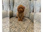 Poodle (Toy) PUPPY FOR SALE ADN-611473 - Toy Poodle