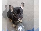 French Bulldog PUPPY FOR SALE ADN-611343 - Frenchie