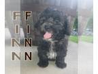 Shih-Poo PUPPY FOR SALE ADN-611460 - ShihPoos