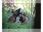 Belgian Malinois PUPPY FOR SALE ADN-611411 - Maverick the shyest of the last two