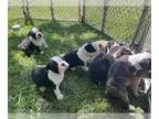 French Bulldog PUPPY FOR SALE ADN-611379 - Frenchton