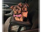 Yorkshire Terrier PUPPY FOR SALE ADN-610975 - 2 Yorkshire Terriers Looking for a
