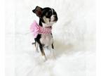 Chihuahua PUPPY FOR SALE ADN-611307 - Grace Female Chihuahua Puppy
